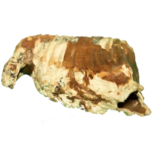 Muela Mamut Lanudo