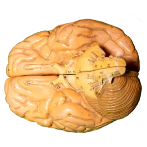 modelo anatomico cerebro siglo XIx | Gabinete de curiosidades