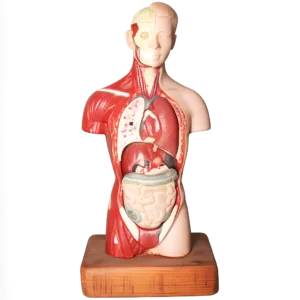 Insólito Antigüedades | Modelos Anatómicos